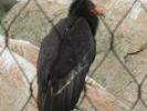IMG 4592